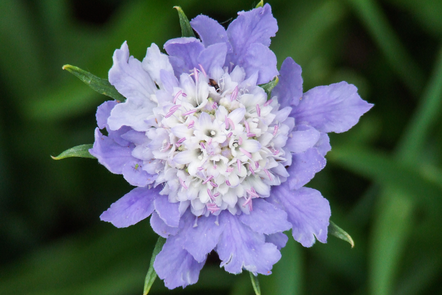 Caucasian Pincushion Flower